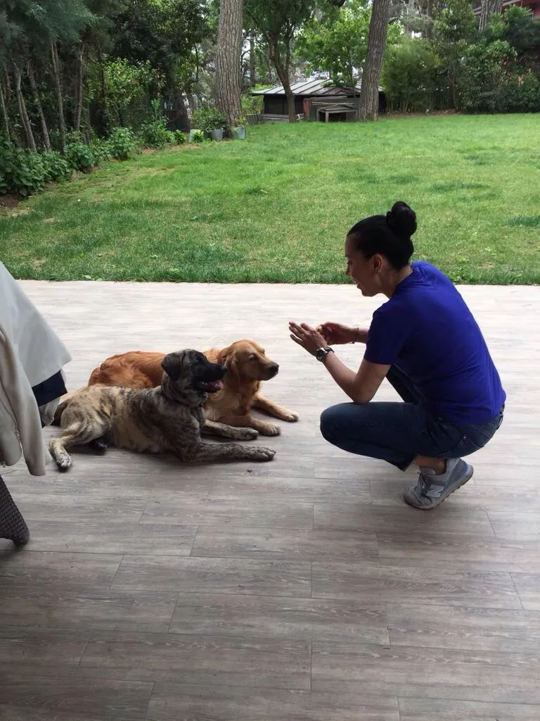 Elif Usman Köpek Eğitimi